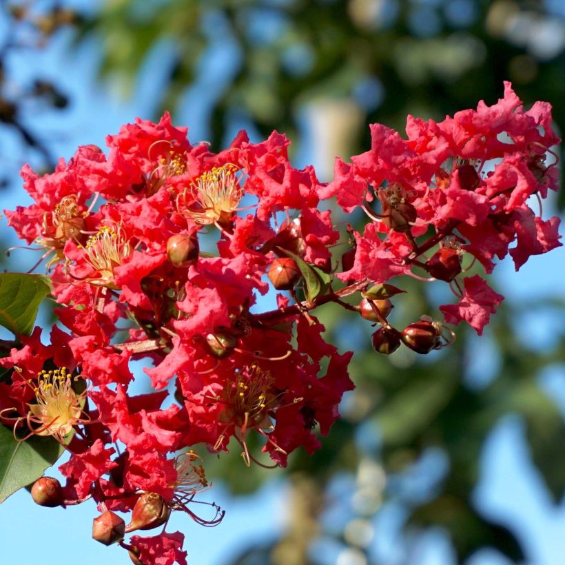 Lagerstroemia indica Summer Charm Tuscarora - Indische sering (Bloei)