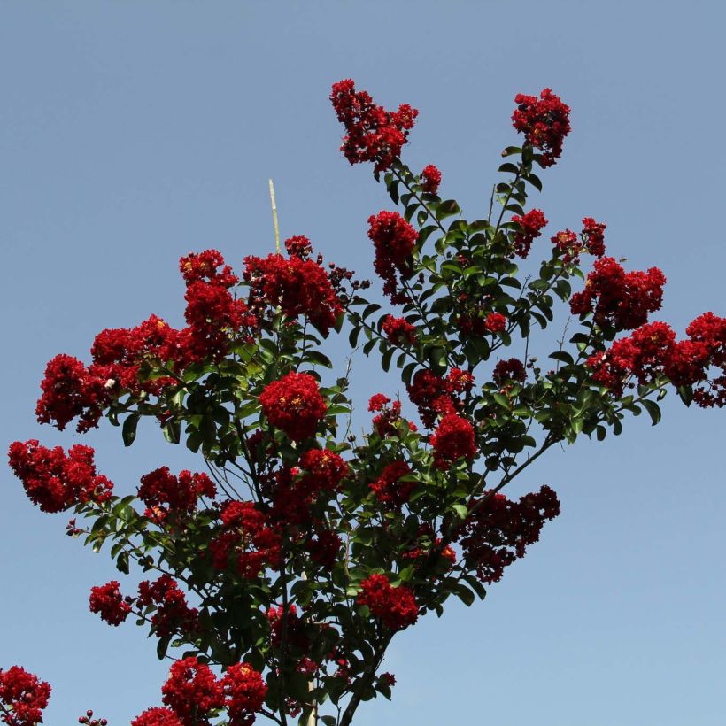 Lagerstroemia indica Summer Charm Tuscarora - Indische sering (Groeiplaats)