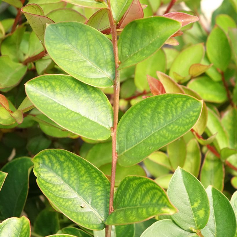 Lagerstroemia indica Terrasse Roze - Indische sering (Blad)