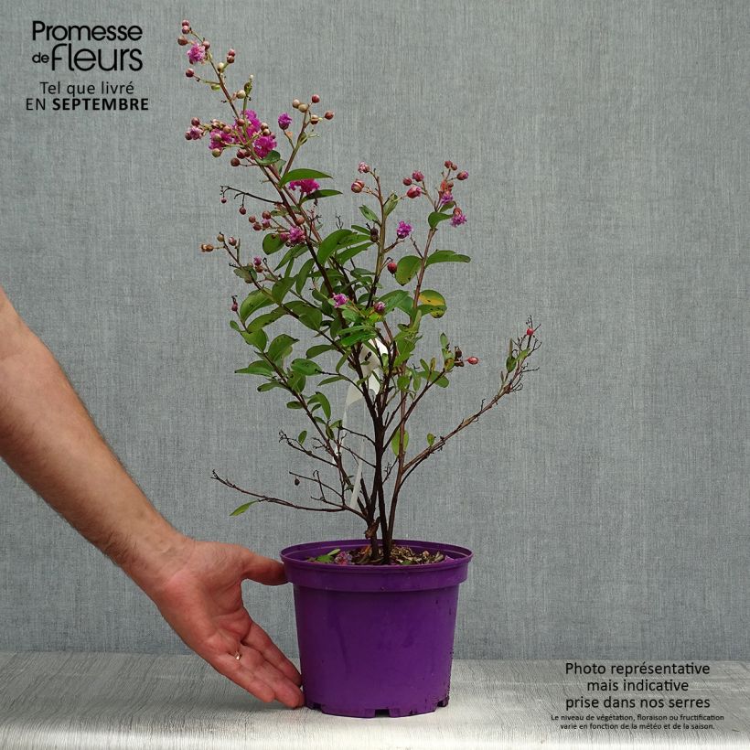 Exemplaar van Lagerstroemia indica Violet d'Eté - Indische sering Pot van 3 l/4 l zoals geleverd in de herfst