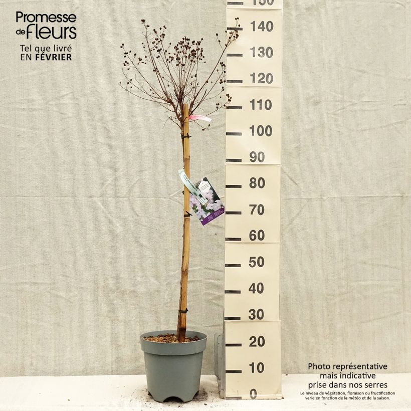 Exemplaar van Lagerstroemia indica With Love Babe - Indische sering Pot van 7,5 l/10 l zoals geleverd in de winter