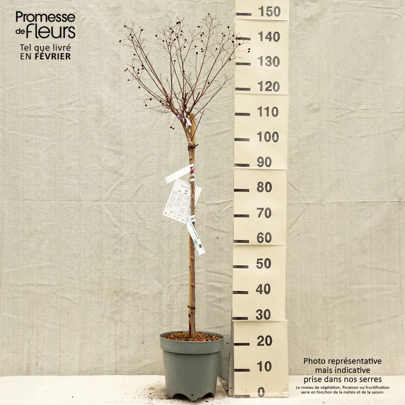 Exemplaar van Lagerstroemia indica With Love Kiss Milarosso - Lilas des Indes Pot de 7,5L/10L, Tige de 60 cm zoals geleverd in de winter