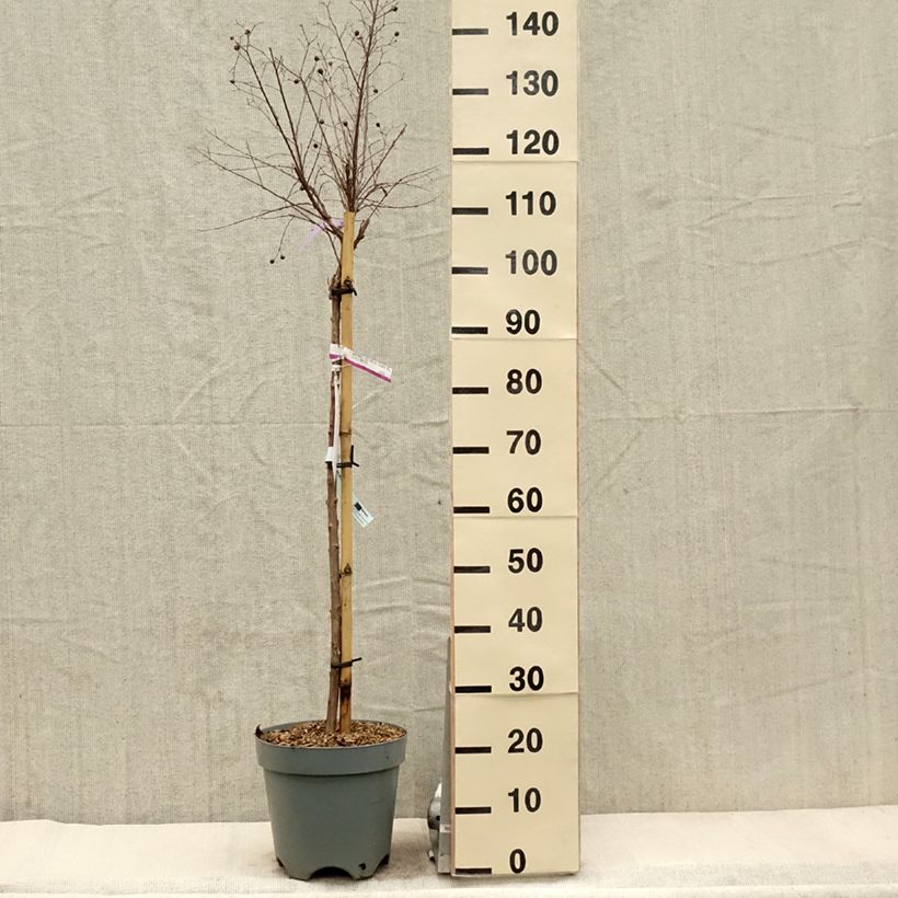 Example of Lagerstroemia indica With Love Kiss Milarosso - Indische sering Pot van 7,5 l/10 l as you get in printemps