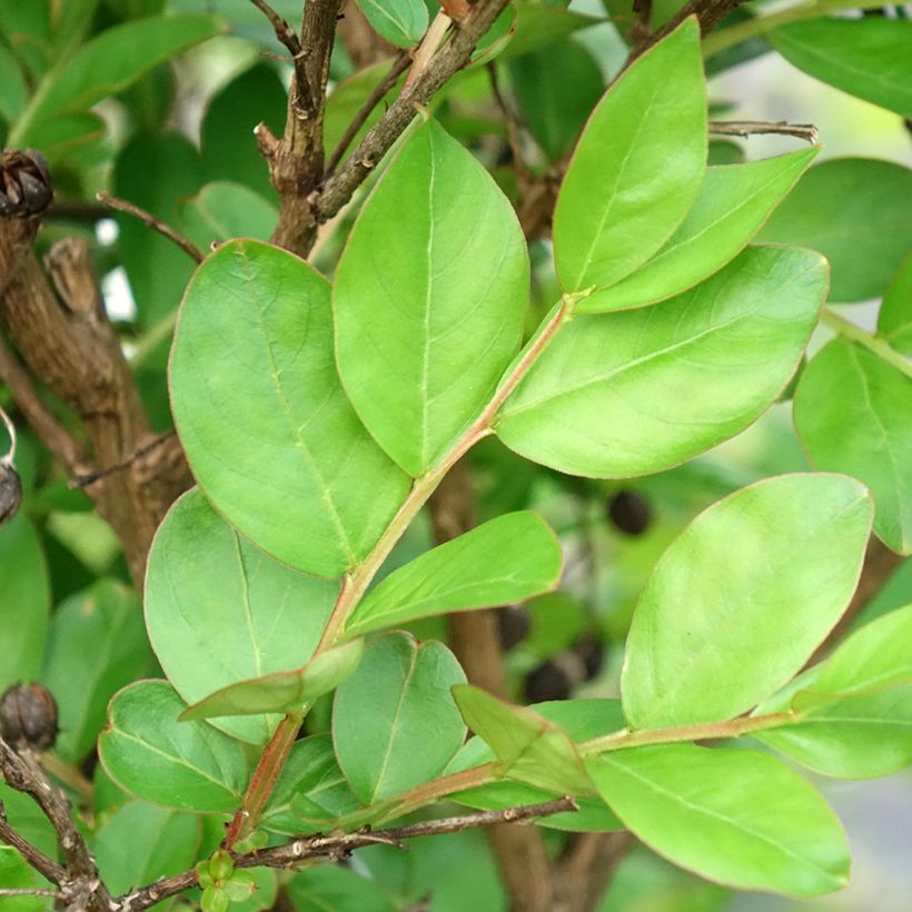 Lagerstroemia indica With Love Kiss Milarosso - Indische sering (Blad)
