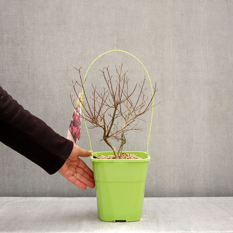 Example of Lagerstroemia indica With Love Kiss Milarosso - Indische sering Pot van 3 l/4 l as you get in hiver