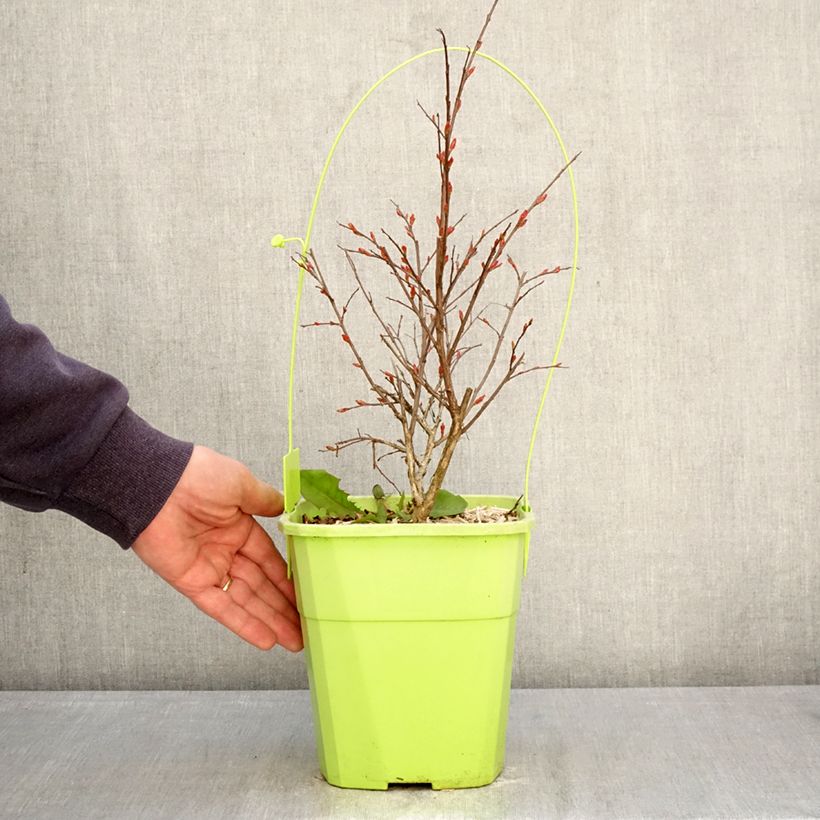 Exemplaar van Lagerstroemia indica With Love Kiss Milarosso - Indische sering Pot van 3 l/4 l zoals geleverd in de lente