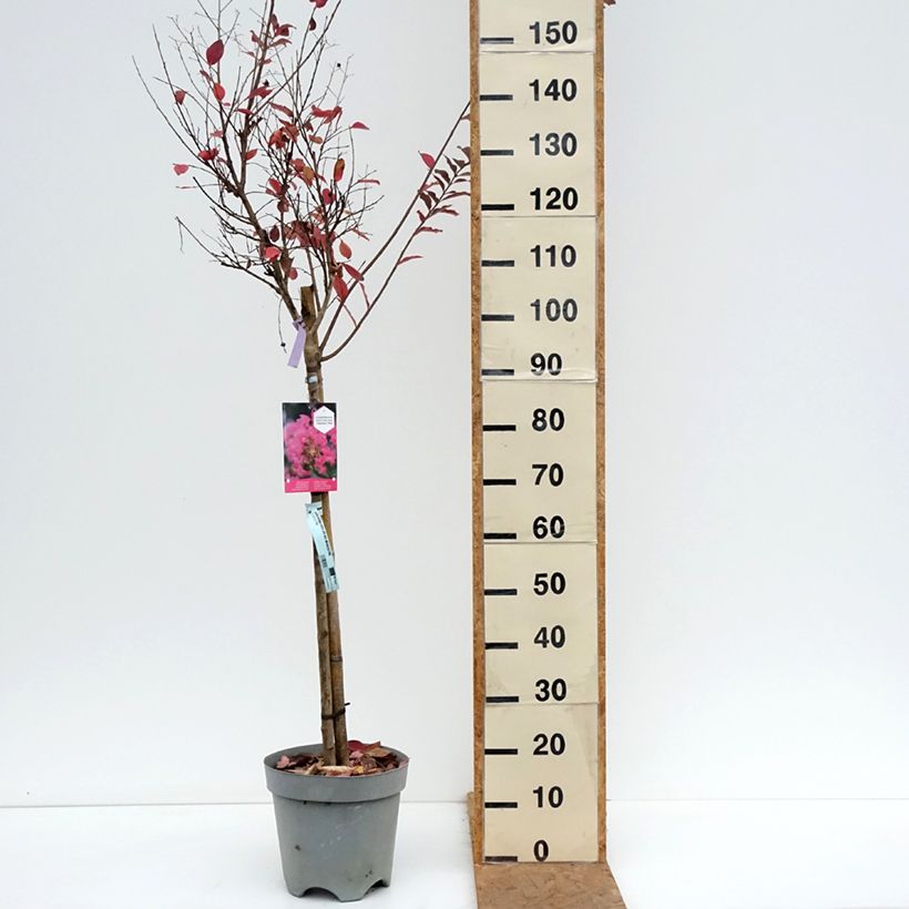 Exemplaar van Lagerstroemia indica With Love Kiss Milarosso - Indische sering Pot van 7,5 l/10 l zoals geleverd in de herfst