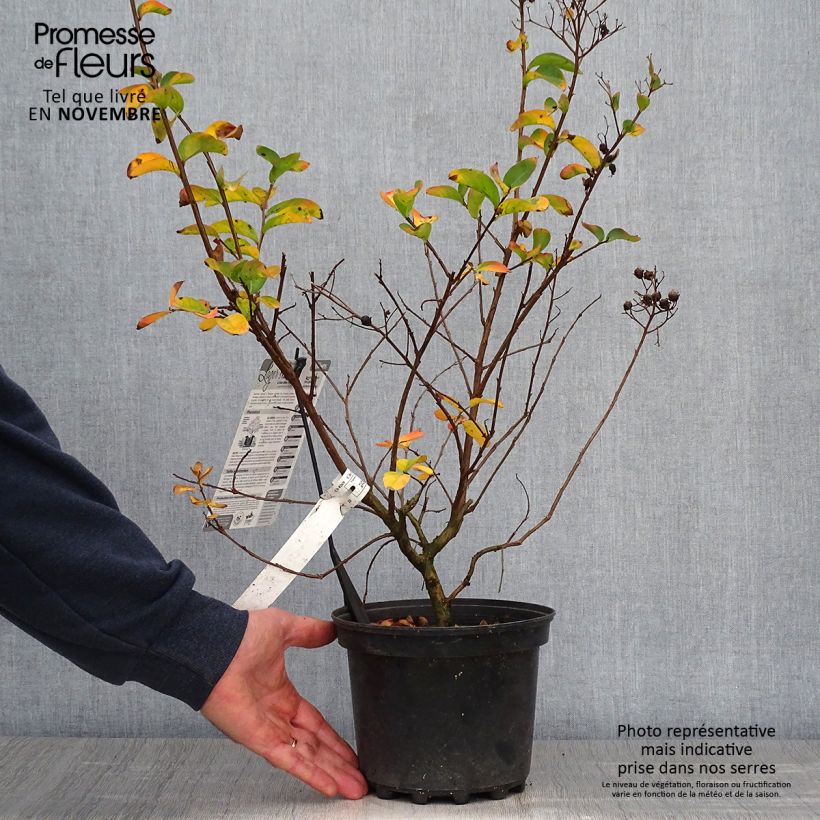 Exemplaar van Lagerstroemia indica Yang Tse - Indische sering Pot van 3 l/4 l zoals geleverd in de herfst