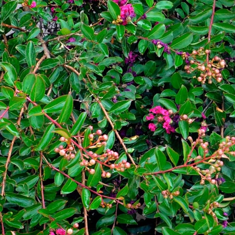 Lagerstroemia indica Mimie Fuchsia - Indische sering (Blad)