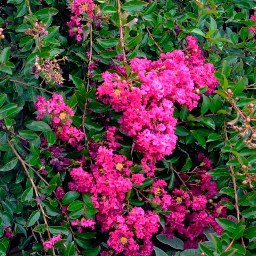 Lagerstroemia indica Mimie Fuchsia - Indische sering (Bloei)