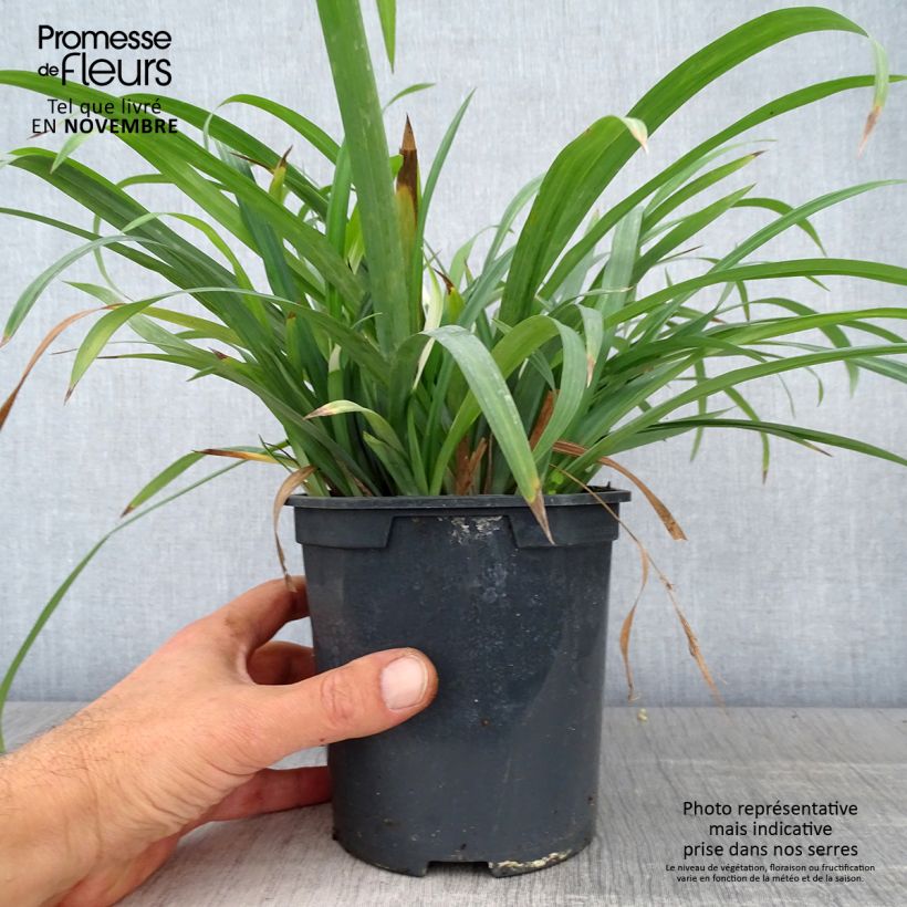 Exemplaar van Carex Bunny Blue - Zegge Pot van 2 l/3 l zoals geleverd in de herfst