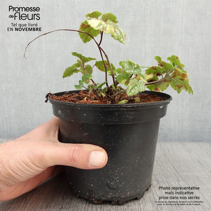 Exemplaar van Lamiastrum galeobdolon Florentinum - Gele dovenetel Pot van 2 l/3 l zoals geleverd in de herfst