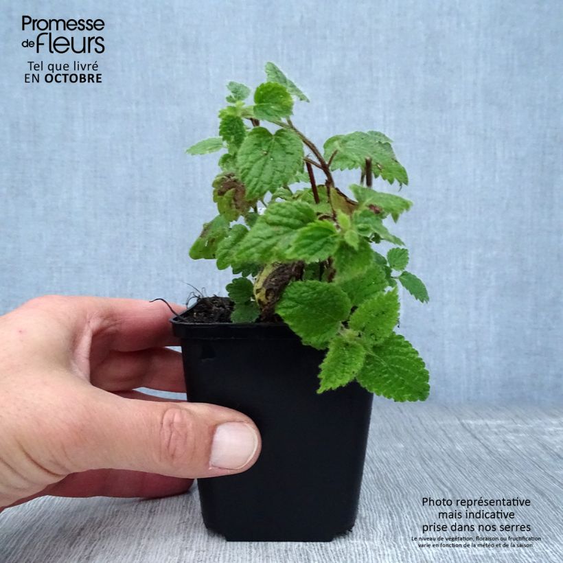 Exemplaar van Lamium galeobdolon - Gele dovenetel Kweekpotje van 8/9 cm zoals geleverd in de herfst