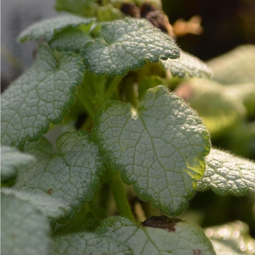 Lamium maculatum Wit Nancy - Gevlekte dovenetel (Blad)