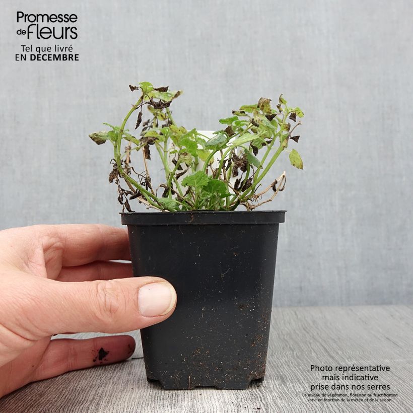Exemplaar van Lamium maculatum Album - Lamier maculé Godet de 8/9 cm zoals geleverd in de herfst