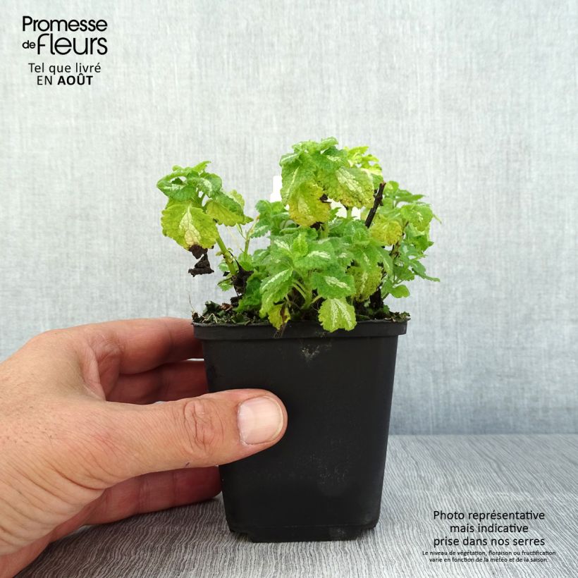 Exemplaar van Lamium maculatum Album - Gevlekte dovenetel Kweekpotje van 8/9 cm zoals geleverd in de zomer