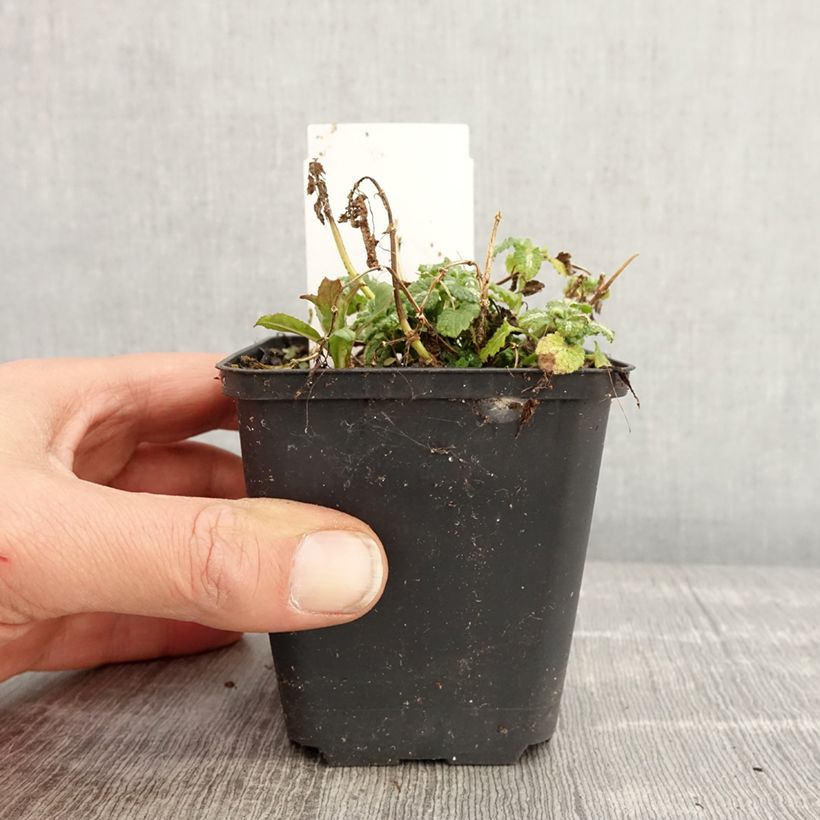 Exemplaar van Lamium maculatum Album - Gevlekte dovenetel Kweekpotje van 8/9 cm zoals geleverd in de lente