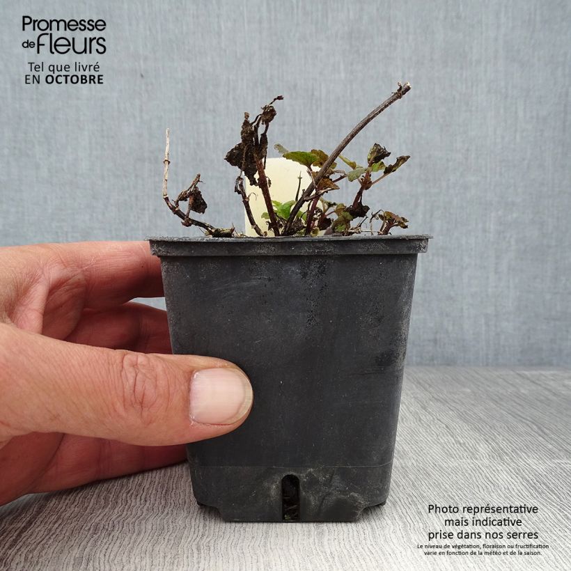 Exemplaar van Lamium maculatum Chequers - Gevlekte dovenetel Kweekpotje van 8/9 cm zoals geleverd in de herfst