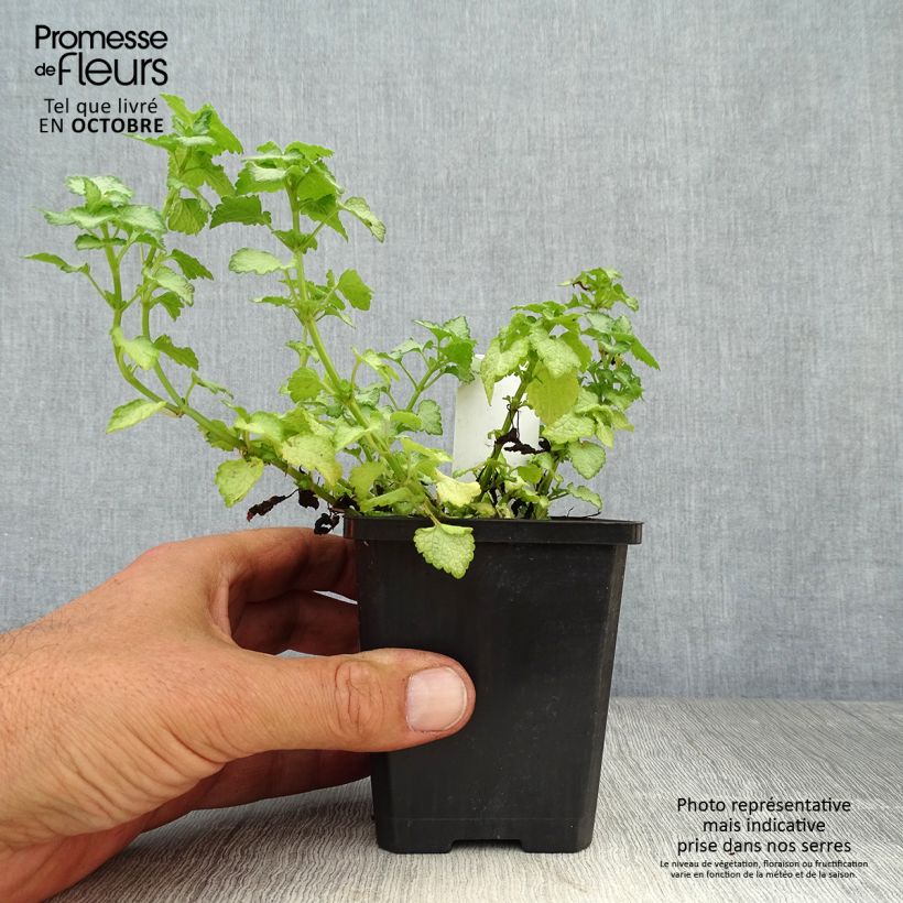 Exemplaar van Lamium maculatum Pink Pewter - Gevlekte dovenetel Kweekpotje van 8/9 cm zoals geleverd in de herfst