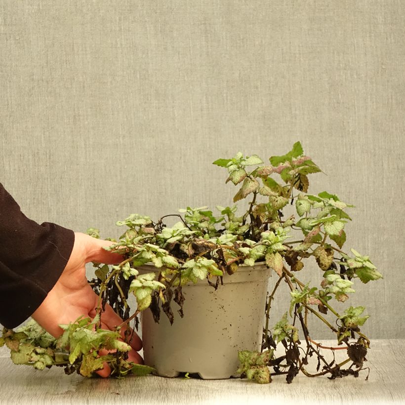 Exemplaar van Lamium maculatum Rood Nancy - Gevlekte dovenetel Pot van 2 l/3 l zoals geleverd in de herfst