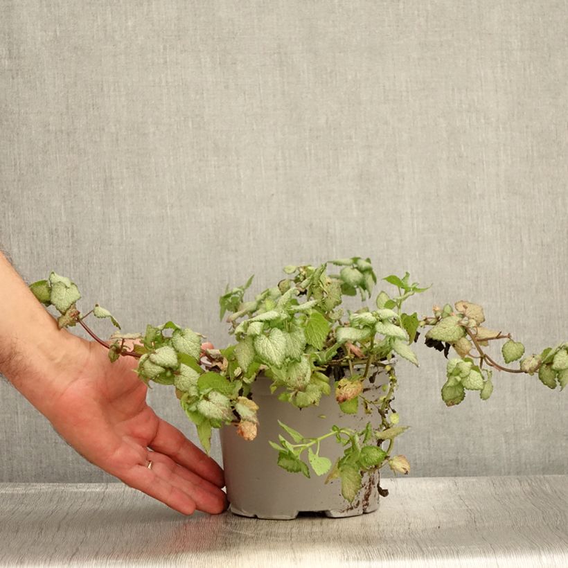 Exemplaar van Lamium maculatum Rood Nancy - Gevlekte dovenetel Pot van 2 l/3 l zoals geleverd in de zomer
