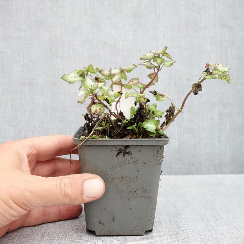 Exemplaar van Lamium maculatum Sterling Silver - Gevlekte dovenetel Kweekpotje van 8/9 cm zoals geleverd in de herfst