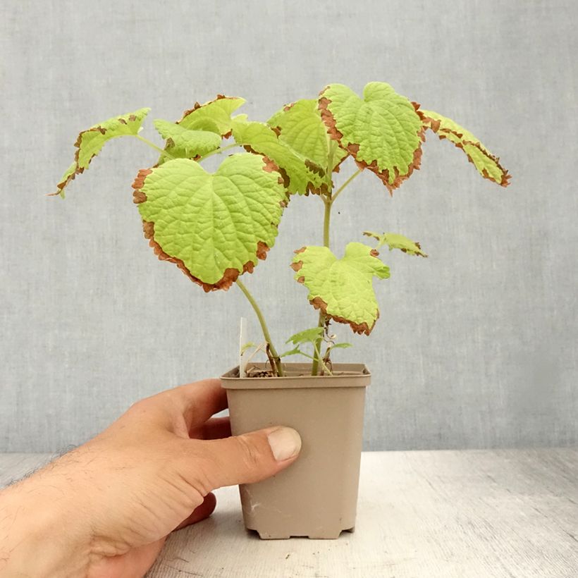 Exemplaar van Lamium orvala Album - Dovenetel Kweekpotje van 8/9 cm zoals geleverd in de zomer