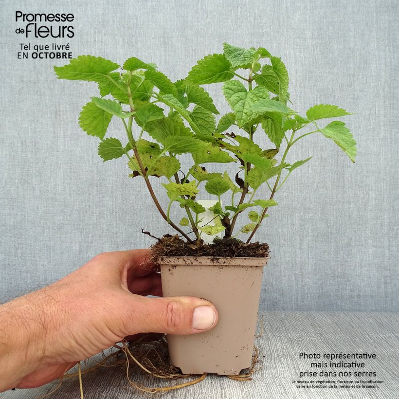 Exemplaar van Lamium orvala - Dovenetel Kweekpotje van 8/9 cm zoals geleverd in de herfst