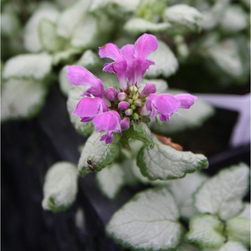 Lamium maculatum Rood Nancy - Gevlekte dovenetel (Bloei)