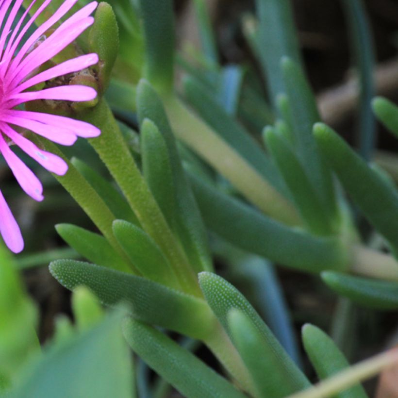 Lampranthus aurantiacus met roze bloemen - IJsbloem (Blad)