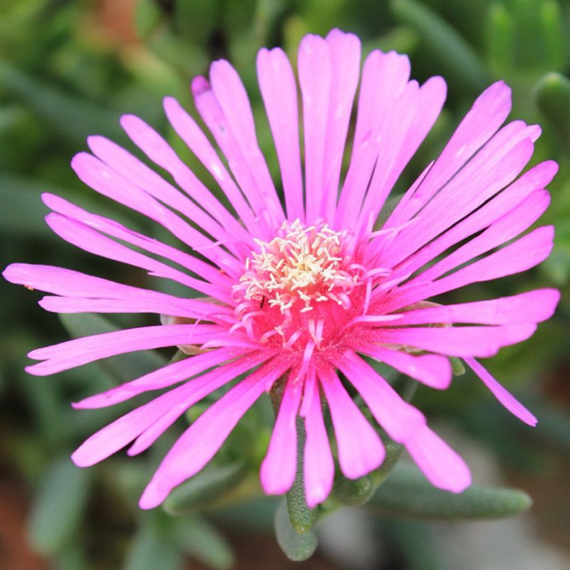 Lampranthus aurantiacus met roze bloemen - IJsbloem (Bloei)
