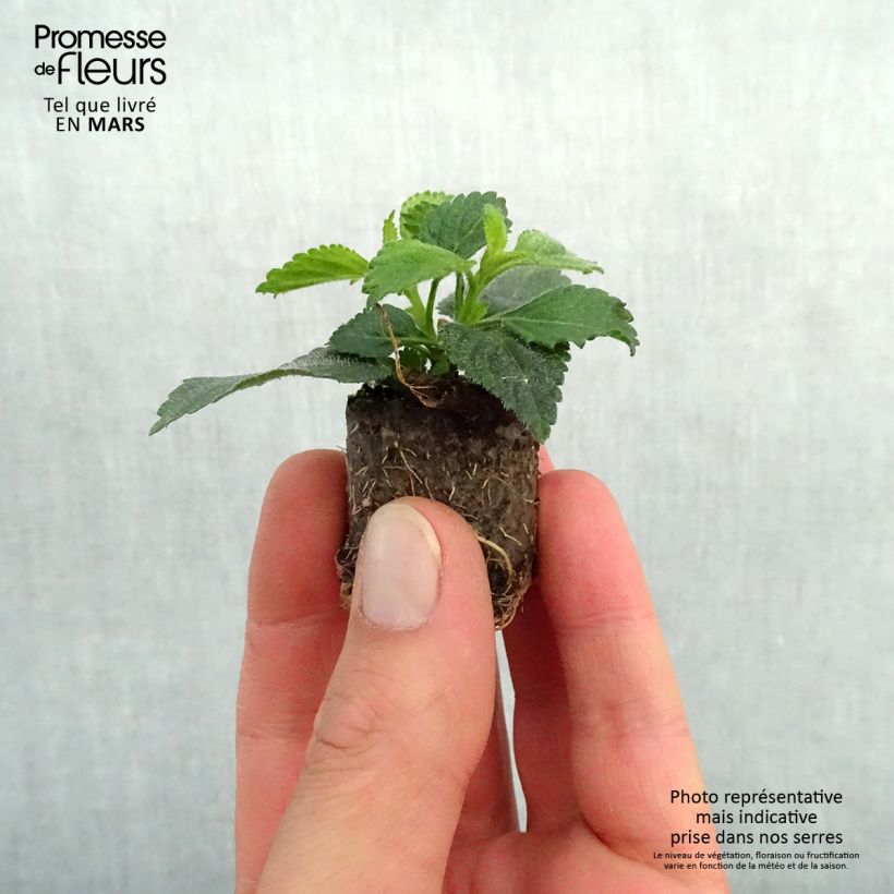 Exemplaar van Lantana camara Shamrock Peach - Wandelaar Mini-mot Ø 3/4 cm zoals geleverd in de lente