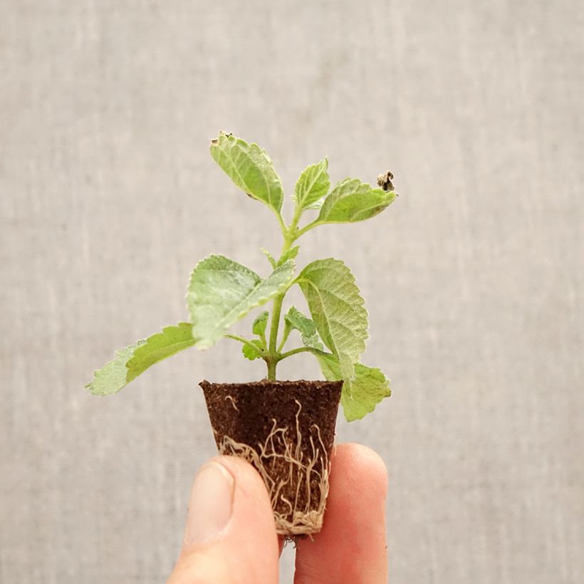 Exemplaar van Lantana camara Shamrock Red - Wandelaar Mini-mot Ø 3/4 cm zoals geleverd in de lente