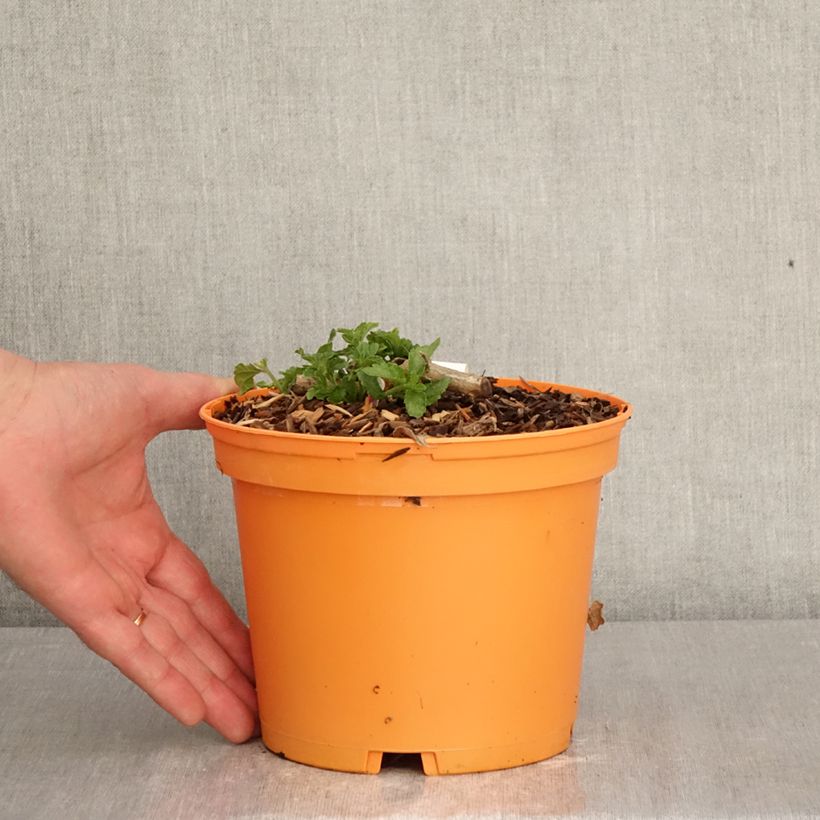 Exemplaar van Lantana Chapel Hill Gold - Wandelaar Pot van 2 l/3 l zoals geleverd in de lente
