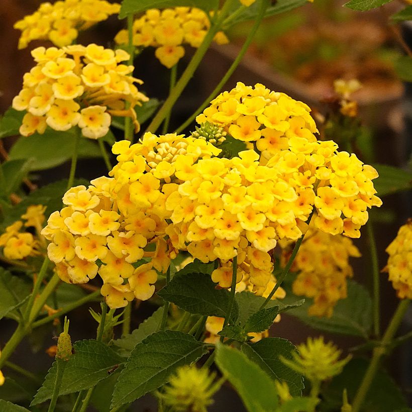 Lantana Chapel Hill Yellow - Wandelaar (Bloei)