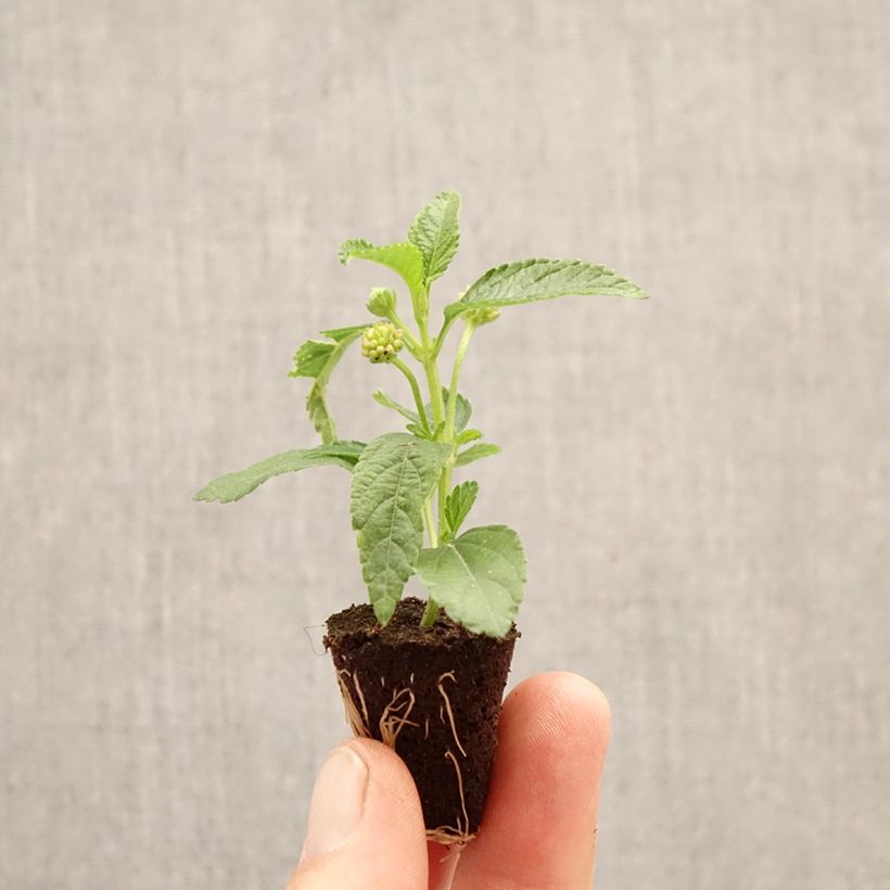 Exemplaar van Lantana PassionFruit - Wandelaar Mini-mot Ø 3/4 cm zoals geleverd in de lente