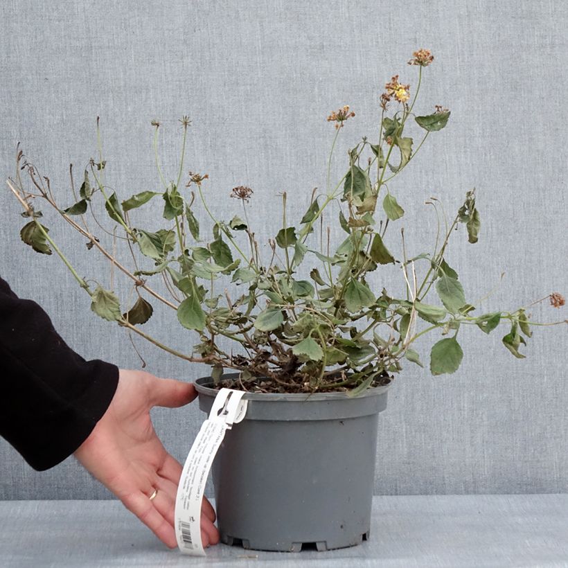 Exemplaar van Lantana Sunny Side Up - Wandelaar Pot van 2 l/3 l zoals geleverd in de winter