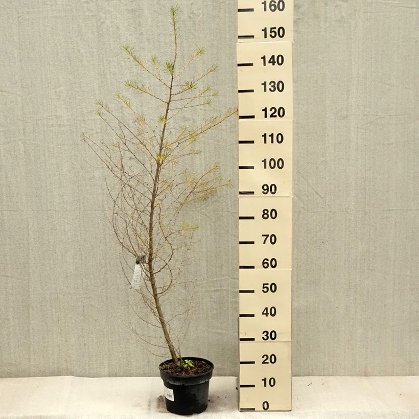 Exemplaar van Larix decidua - Europese lariks Pot van 4 l/5 l zoals geleverd in de herfst