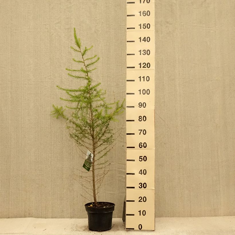 Exemplaar van Larix decidua - Europese lariks Pot van 4 l/5 l zoals geleverd in de zomer