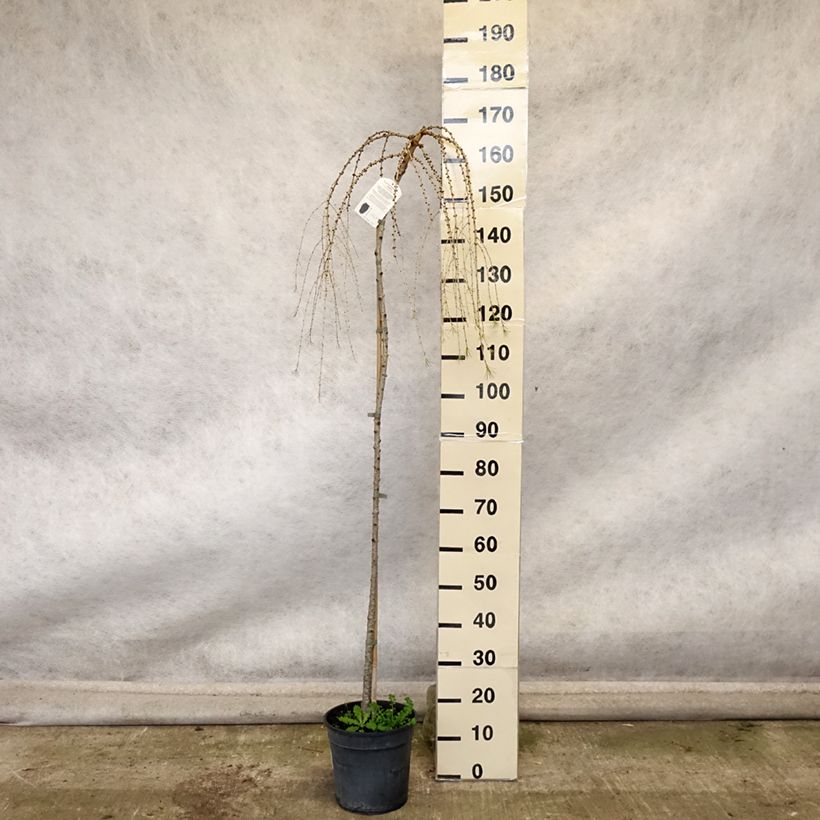 Exemplaar van Larix decidua Pendula - Europese lariks Pot van 7,5 l/10 l, Stengel zoals geleverd in de herfst
