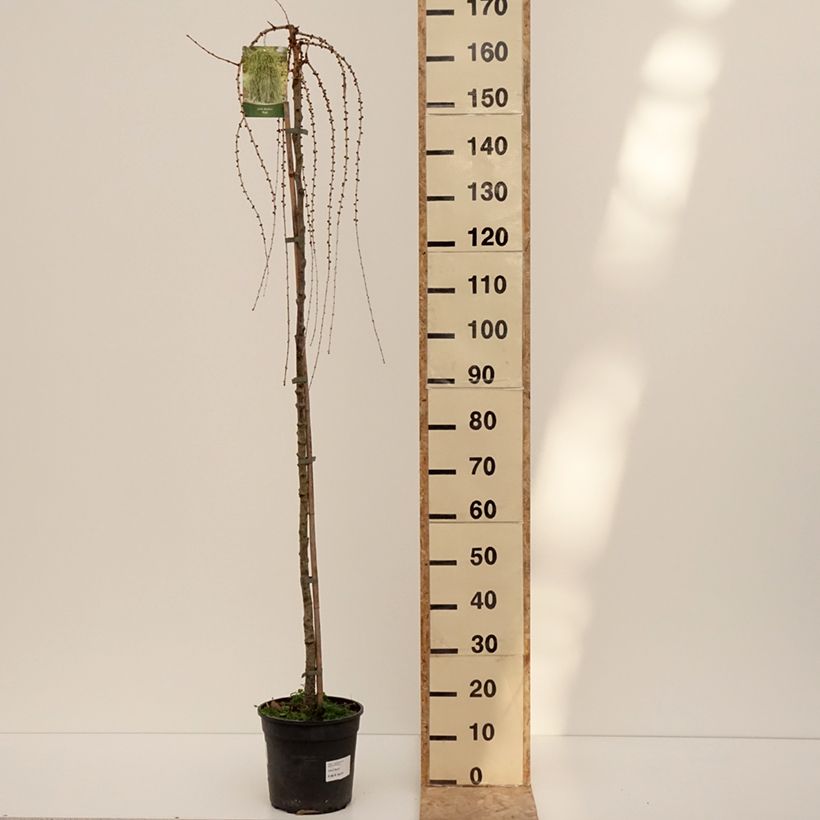 Exemplaar van Europese lariks Puli - Larix decidua Pot van 4 l/5 l, Stengel zoals geleverd in de winter