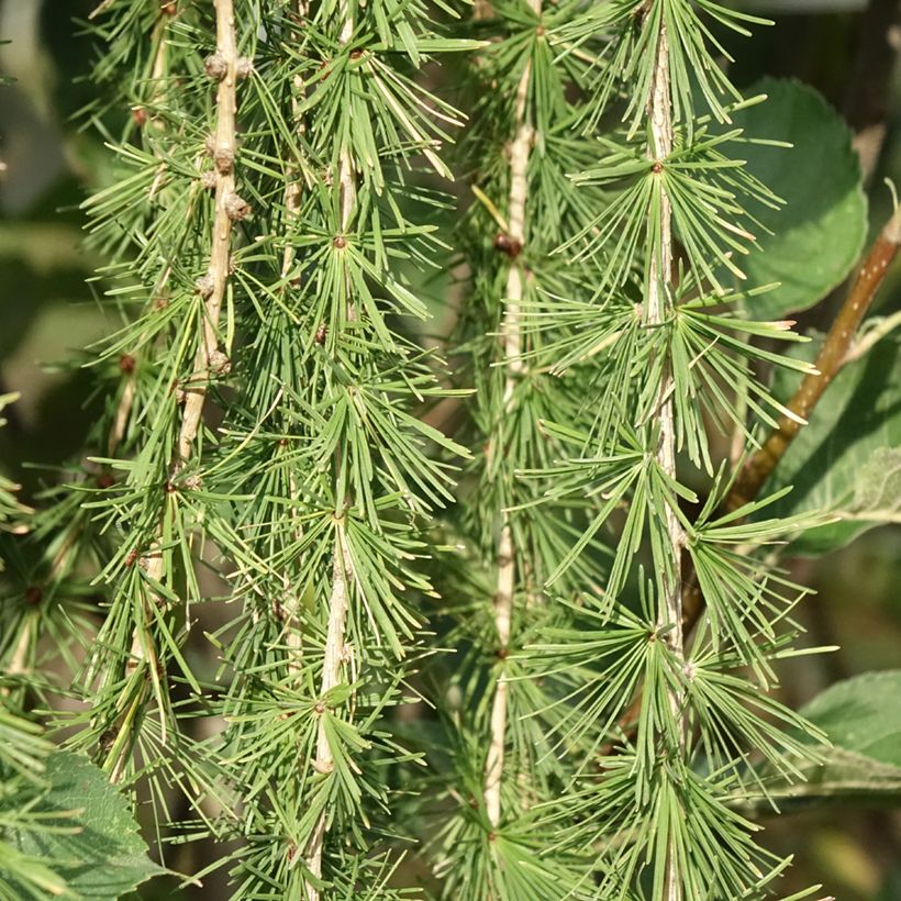 Europese lariks Puli - Larix decidua (Blad)