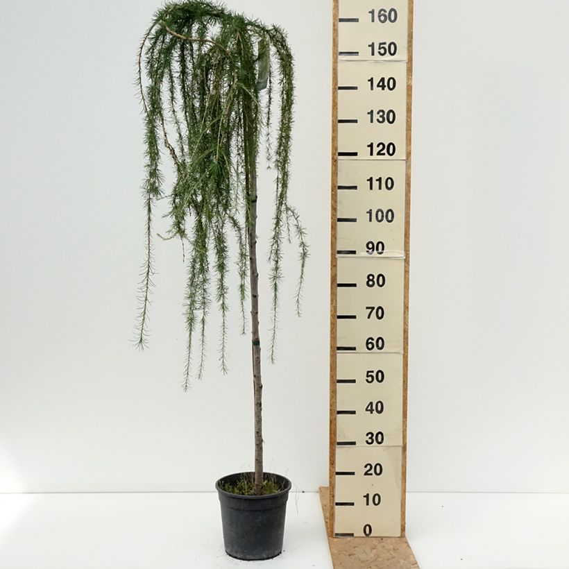 Exemplaar van Europese lariks Puli - Larix decidua Pot van 4 l/5 l, Stengel zoals geleverd in de zomer