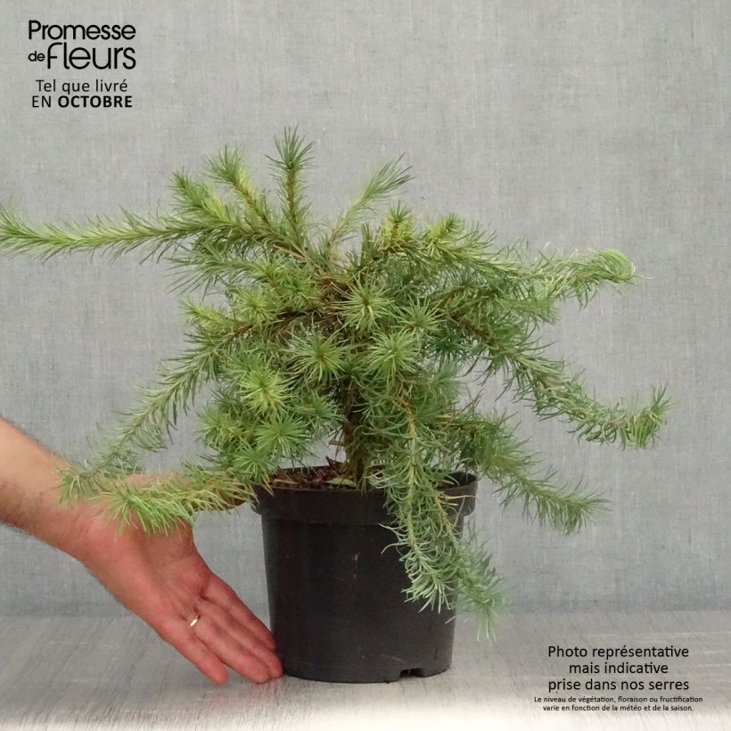 Exemplaar van Larix kaempferi Blue Dwarf - Japanse larix Pot van 2 l/3 l zoals geleverd in de herfst