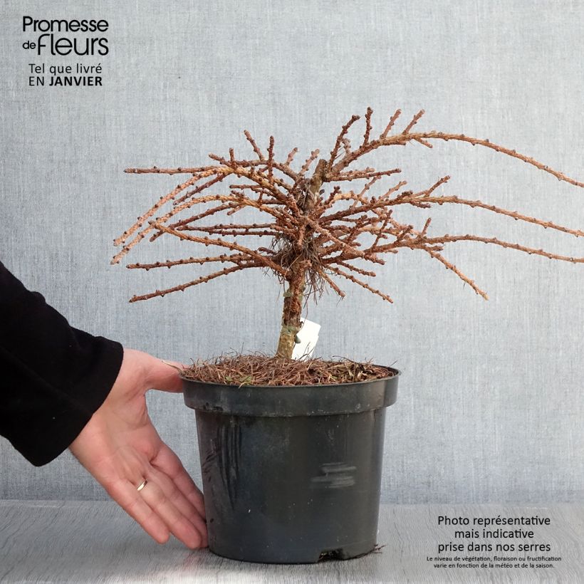 Example of Larix kaempferi Blue Dwarf - Japanse larix Pot van 2 l/3 l as you get in hiver