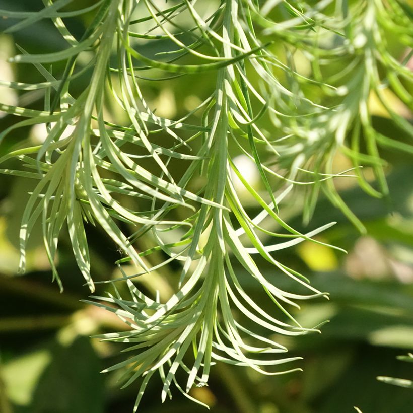 Larix kaempferi Boring Weeper - Japanse larix (Blad)