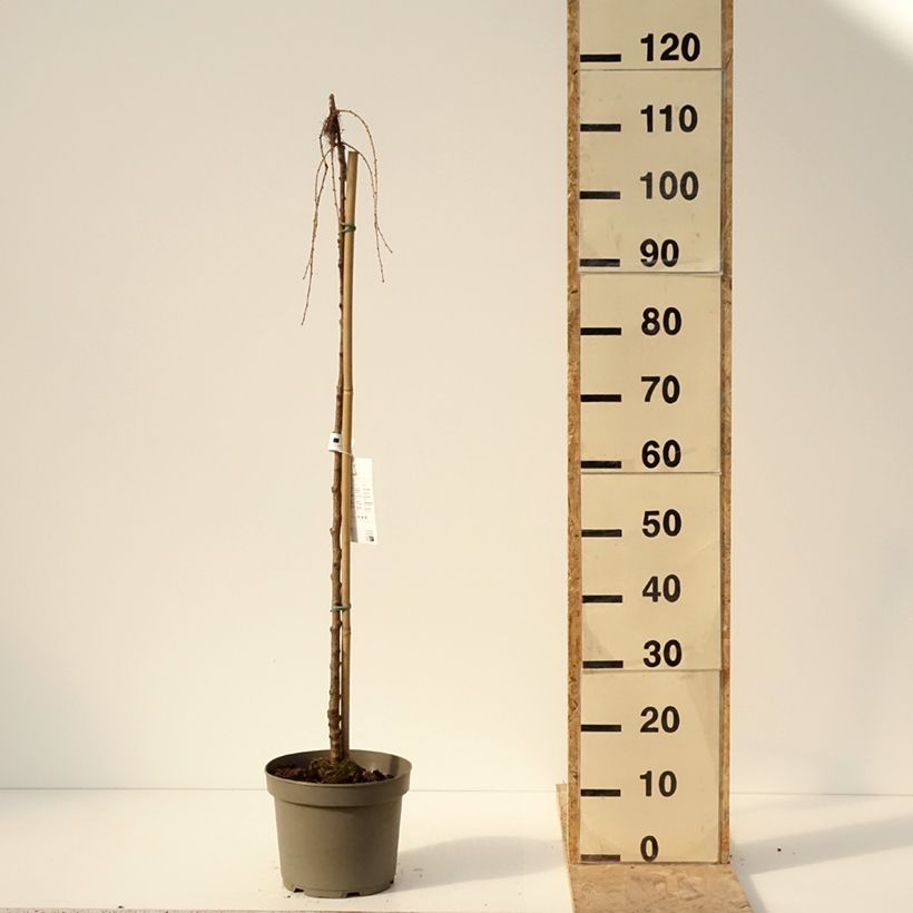 Exemplaar van Larix kaempferi Boring Weeper - Japanse larix Pot van 4 l/5 l zoals geleverd in de winter