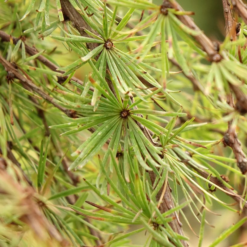 Larix kaempferi Stiff Weeping - Japanse larix (Blad)
