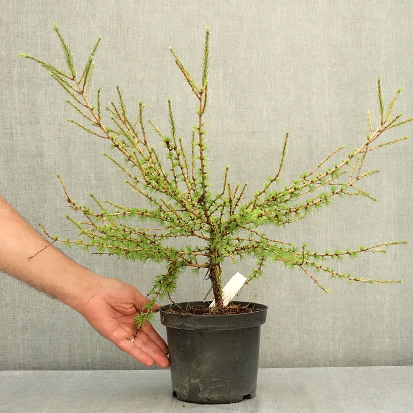 Exemplaar van Larix laricina Arethusa Bog - Amerikaanse lariks Pot van 2 l/3 l zoals geleverd in de zomer