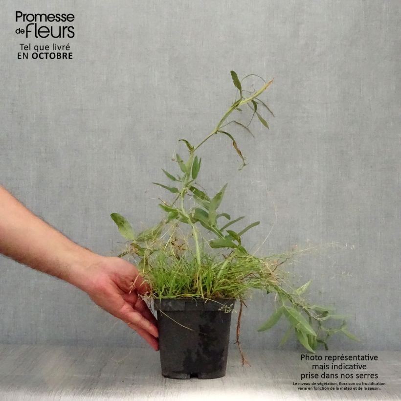 Exemplaar van Lathyrus latifolius Roze Pearl - Wilde pronkerwt Pot van 2 l/3 l zoals geleverd in de herfst